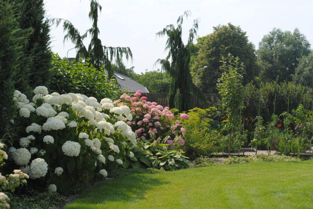 ogród przydomowy z roślinami ozdobnymi i trawnikiem